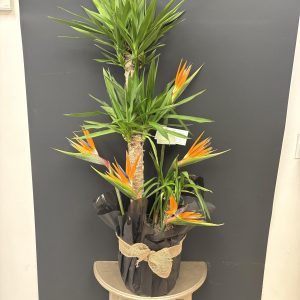 Arrangement avec plante - Nouveauté 7
